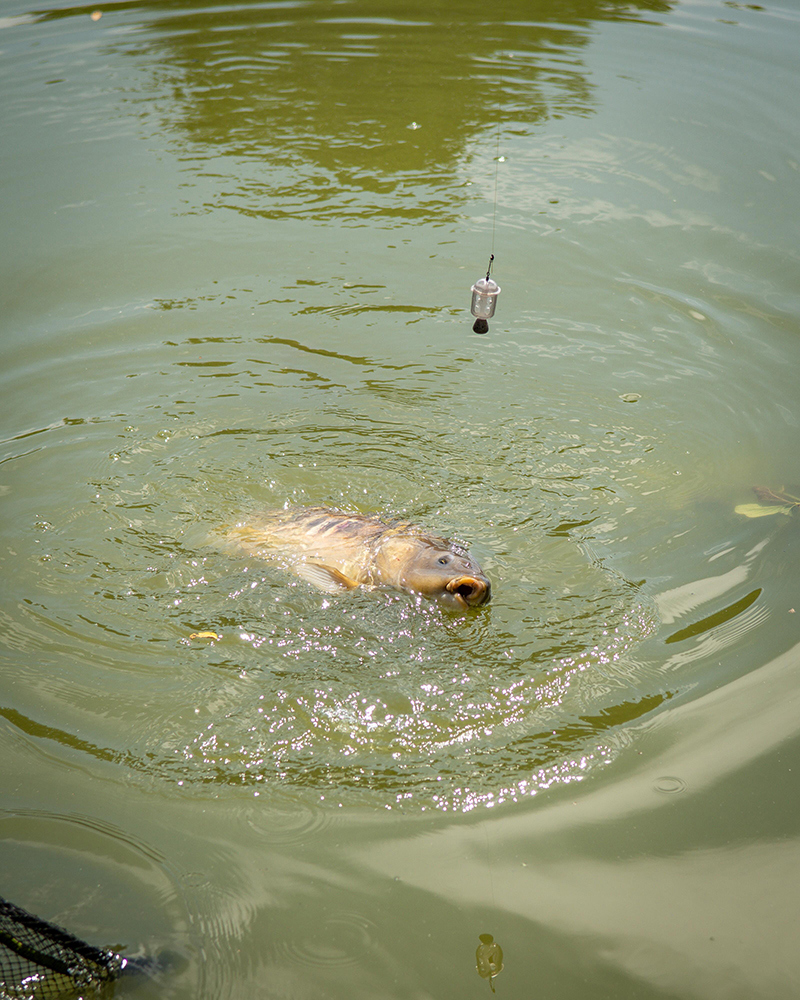 Koszyk zanętowy Matrix Maggot Feeder